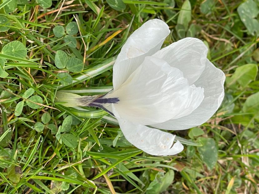 13E9EB52-A4D7-4228-8094-914A95D95939 - CROCUS