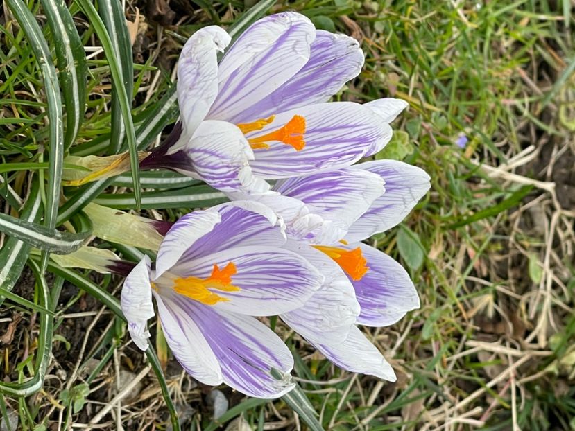 4C3ABAD4-C115-4707-9296-D0774ECD6FE0 - CROCUS