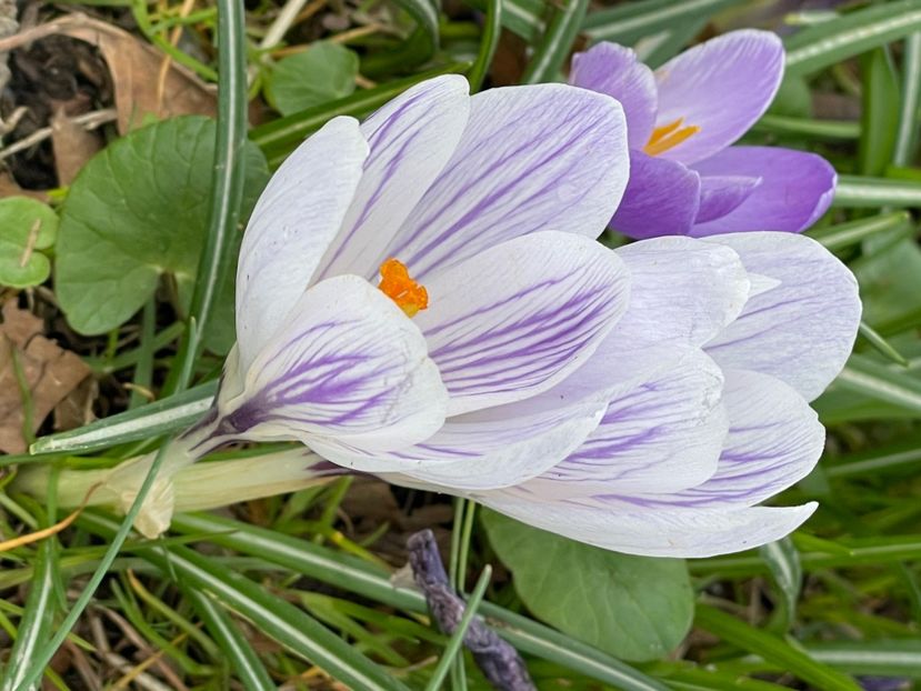 5716DD73-F309-4912-96DB-505A148B9ABE - CROCUS