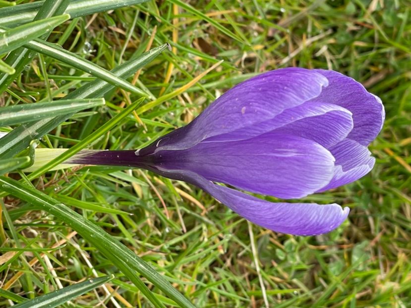 E125E3D4-C1E0-4740-A651-5CE47D808ABB - CROCUS