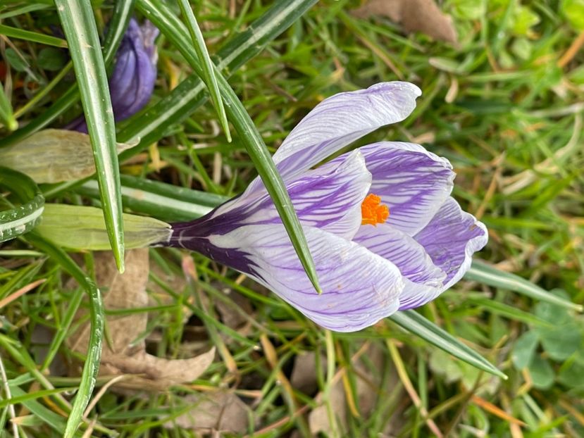 C0BD53F6-B2F7-4B20-985B-0908719C5BD1 - CROCUS