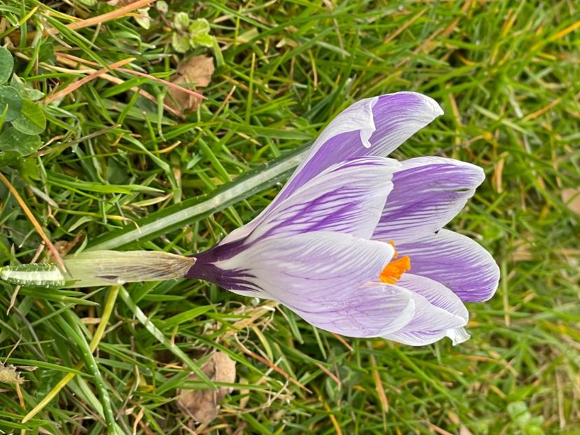 A8409F51-1EA1-410A-A12E-816AF8D6AA34 - CROCUS