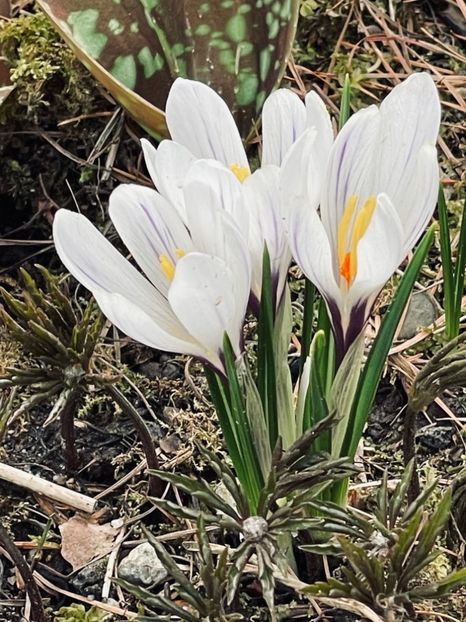 0C85B50E-5ED0-4F43-B66B-B00A2CE0CEEB - CROCUS