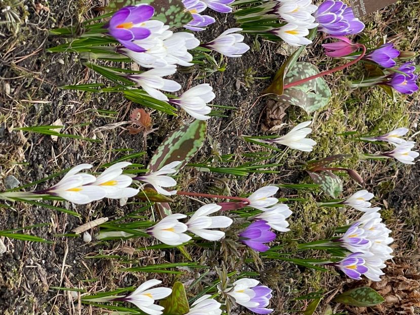 4488BAAB-7D94-4B6C-B3D6-4C093D100CAC - CROCUS