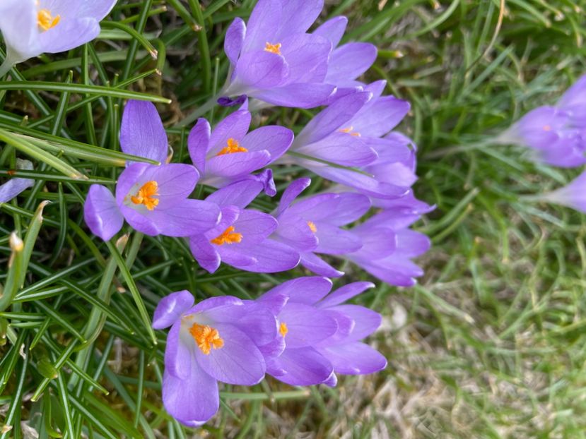 15CA4E49-DFDC-4679-8AAD-300953481C5C - CROCUS