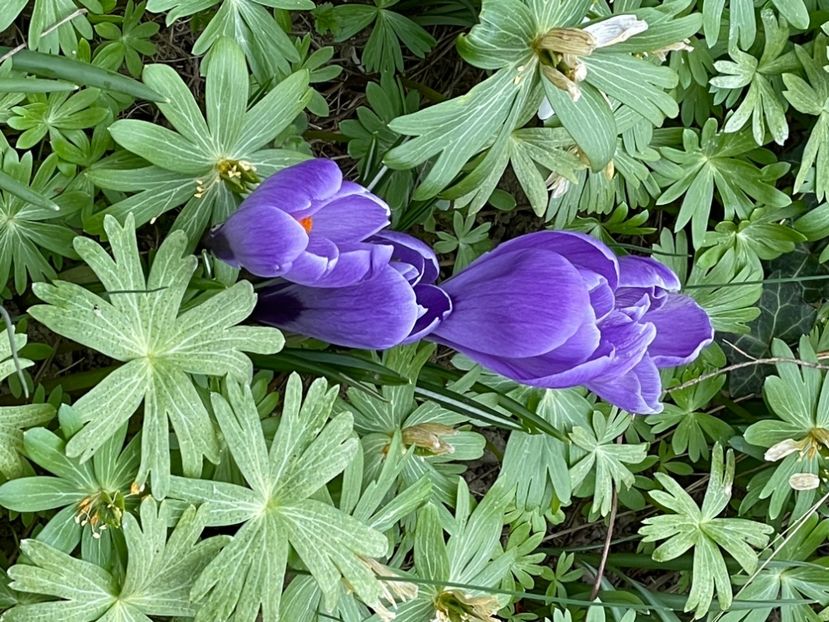 4E75BD28-0B8E-4836-8C00-C9602E762BF8 - CROCUS