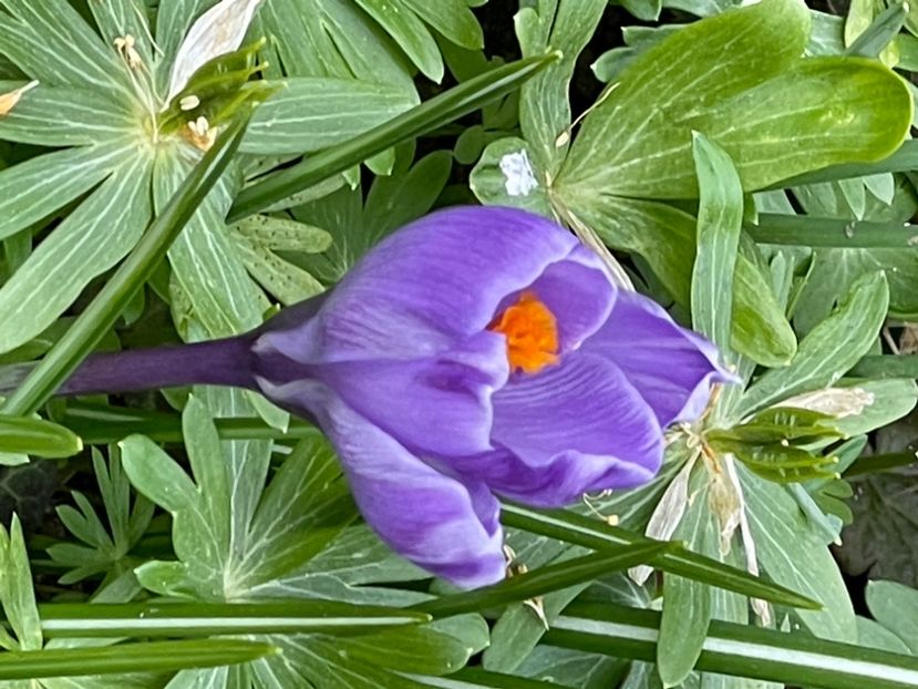 90C489D4-49E2-4C27-B77D-00CC81088FC0 - CROCUS