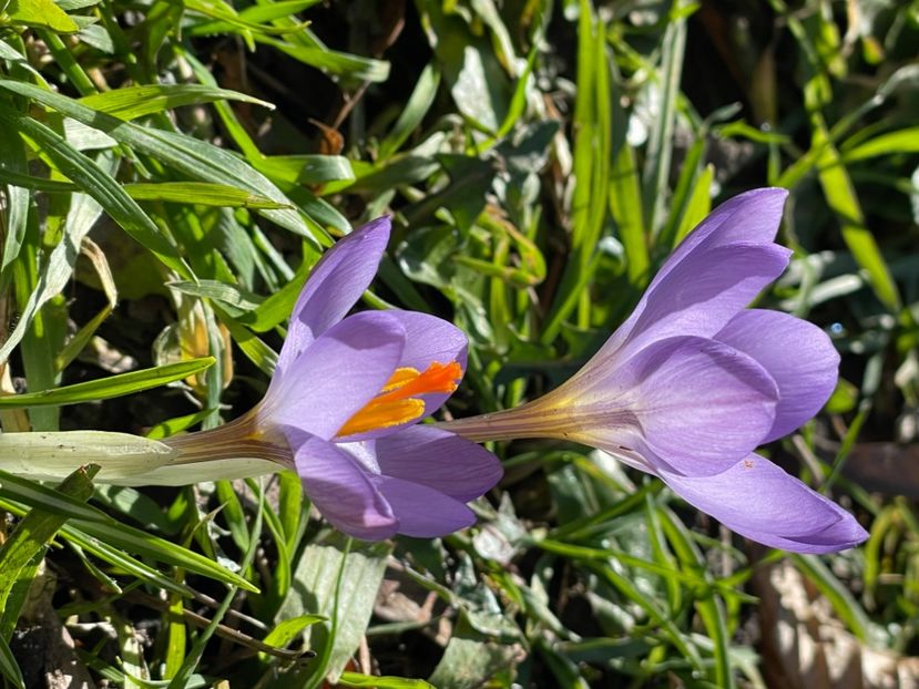 9091D7E2-00D8-460B-8BFC-AFABE9C7263C - CROCUS