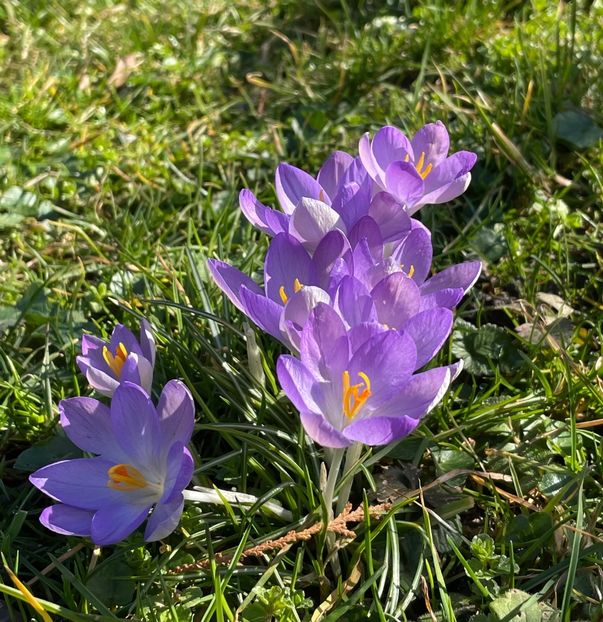 BBF87529-BDE9-4976-A519-2B9604FFE481 - CROCUS