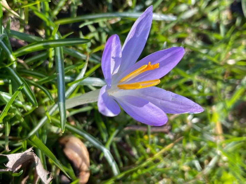 DF0FA5BB-9302-492D-BFEA-23D7D36F915F - CROCUS