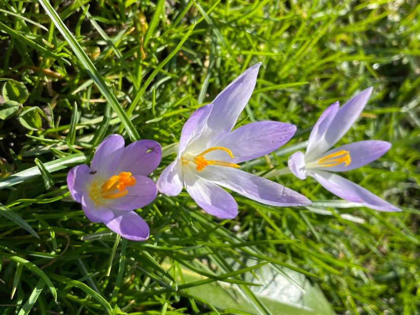 173F8BA5-B22A-4819-9CE9-E4CAA70F2268 - CROCUS