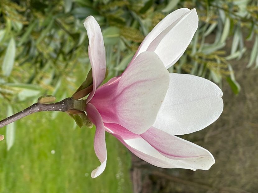 BB42EE40-12B6-4E1C-9A1D-8A7DCAC871D6 - MAGNOLIA