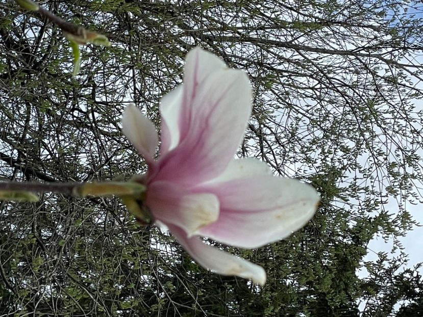 C4F45102-7FF8-429F-8EC6-CCFF21D5B0DE - MAGNOLIA