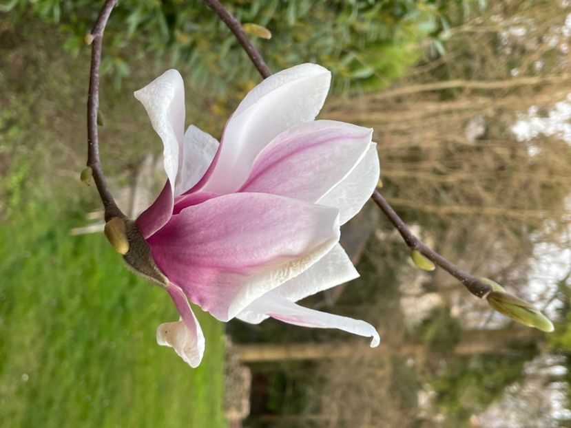 C7B1F565-F73A-49AB-81B5-B1E1F7401CC4 - MAGNOLIA