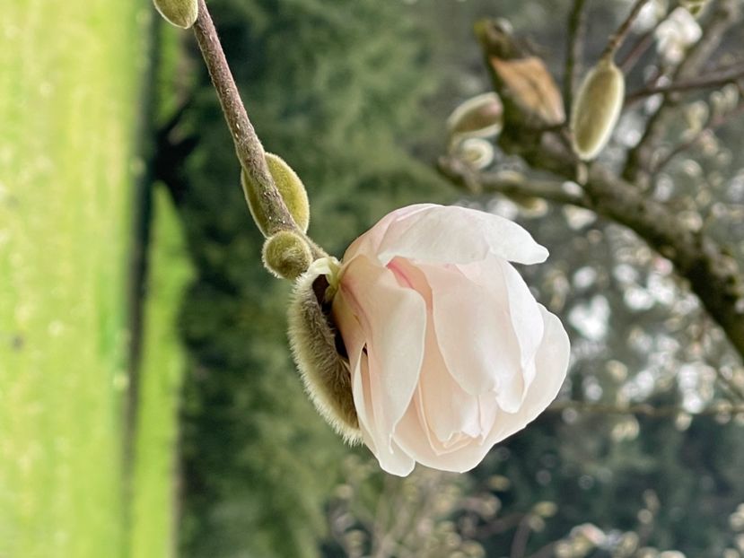 5BAB80F2-1FB6-4F34-AA02-A4547A3FF5D3 - MAGNOLIA