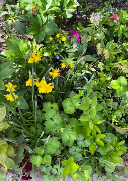 458CEC80-F8D3-4D87-BBF0-73626FC65305 - Narcise 2019 2022 25