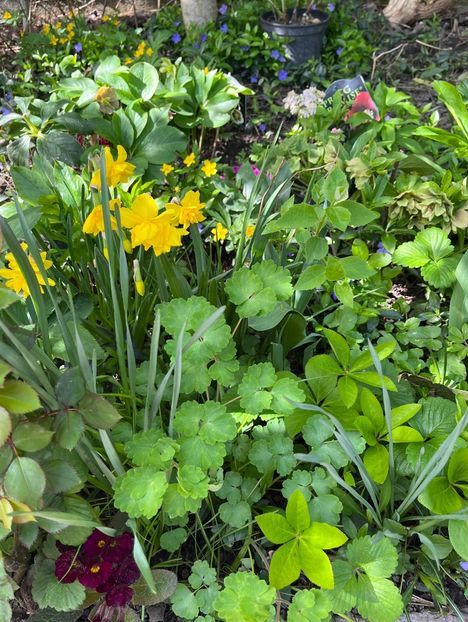 B135FA21-F118-45CF-848A-5AF11A3D1505 - Narcise 2019 2022 25