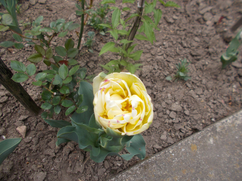  - Flori de gradina-2016-2017-2018-2019-2022