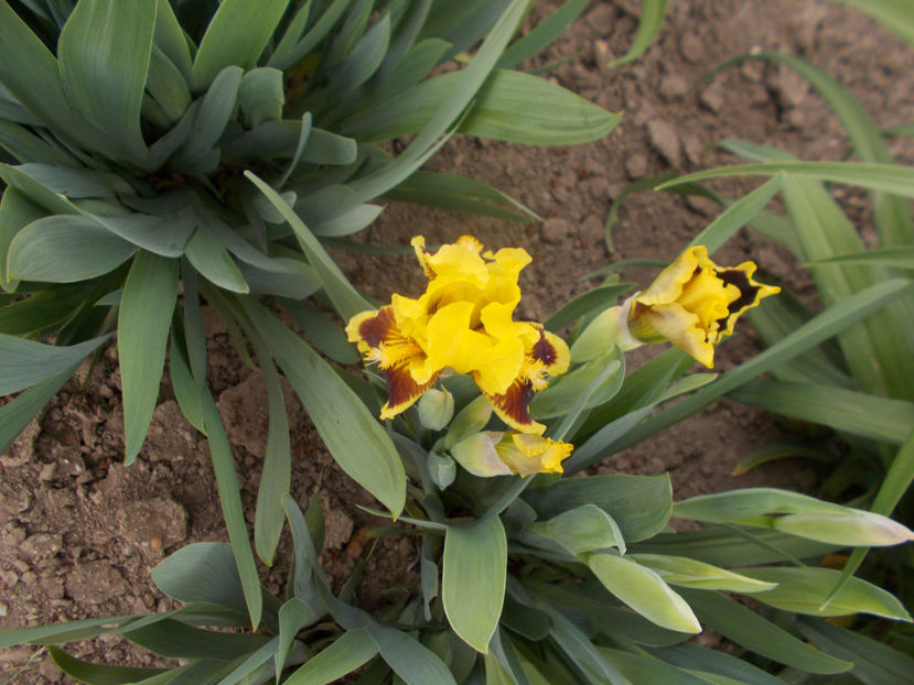 ultimate - IRISI PITICI-2022