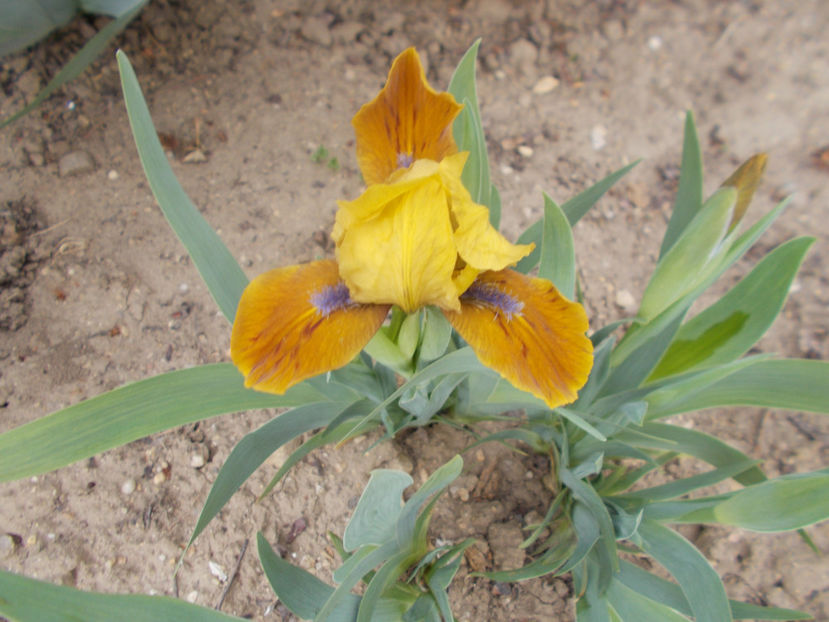 gypsey boy - IRISI PITICI-2022