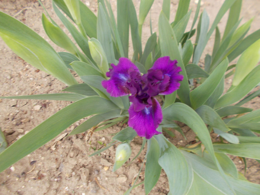 bourgeois - IRISI PITICI-2022