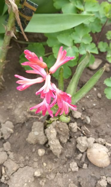  - Sub tutela soarelui