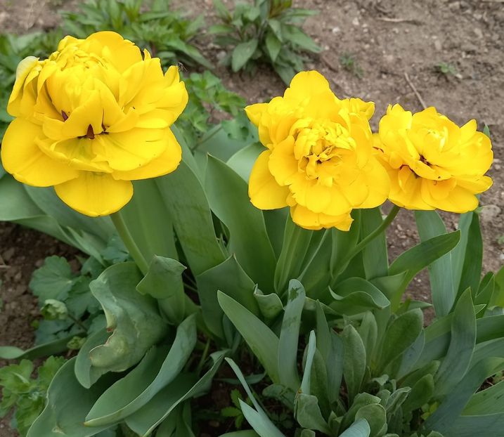  - Sub tutela soarelui