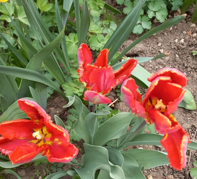  - Sub tutela soarelui