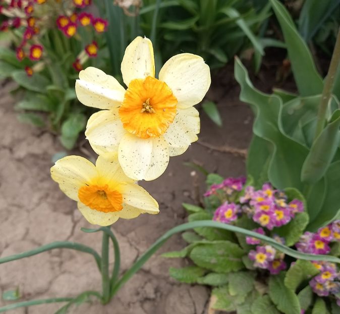  - Sub tutela soarelui