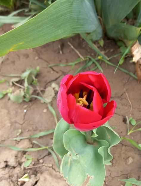  - Sub tutela soarelui