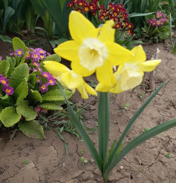  - Sub tutela soarelui