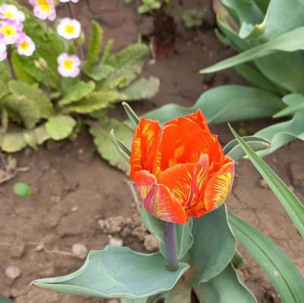  - Sub tutela soarelui