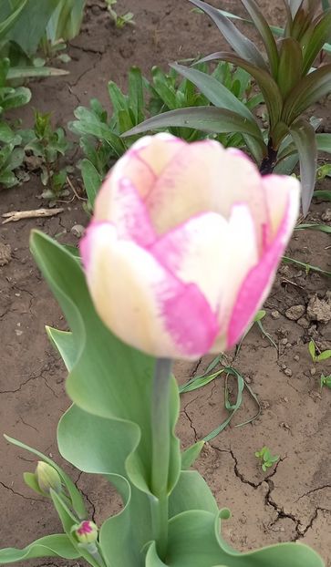  - Sub tutela soarelui