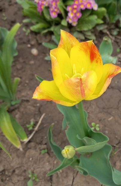  - Sub tutela soarelui