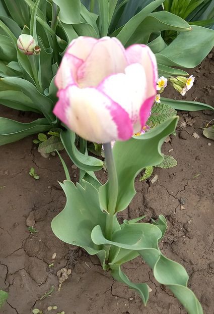  - Sub tutela soarelui