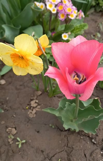  - Sub tutela soarelui