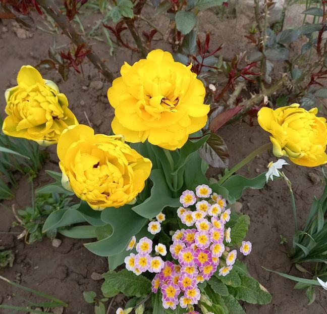  - Sub tutela soarelui