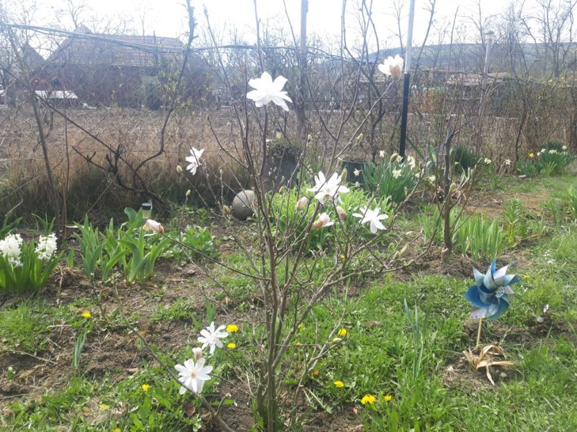 Stellata rosea 2022 - magnoliile mele