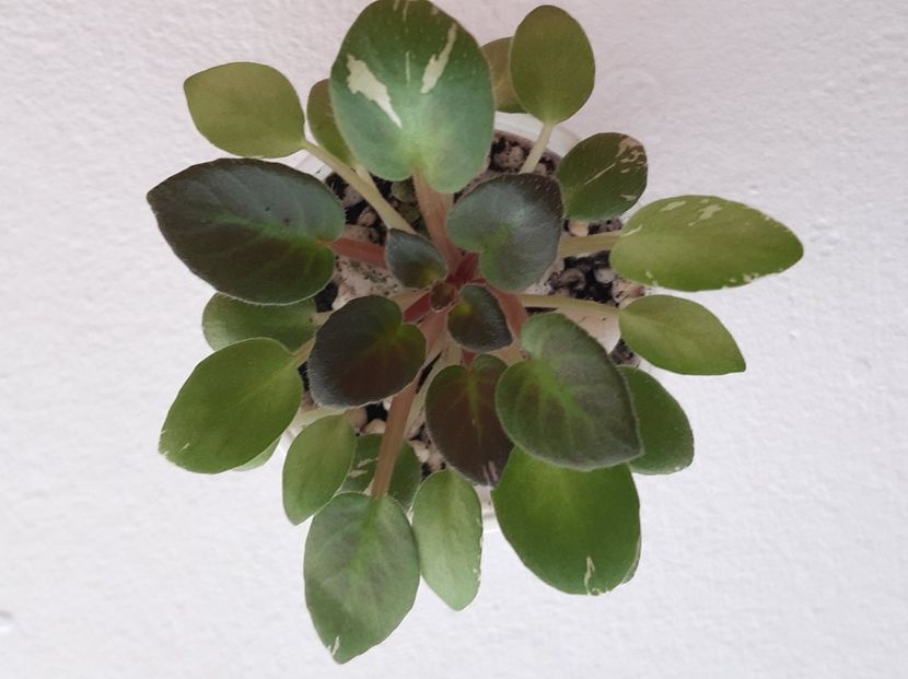 Pink Dove 14 - 0 Disponibile 2022