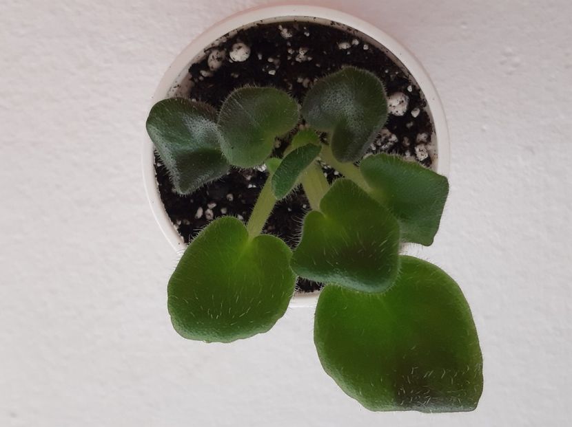 EK-Malakhitovaia Orkhideia 12 - 0 Disponibile 2022