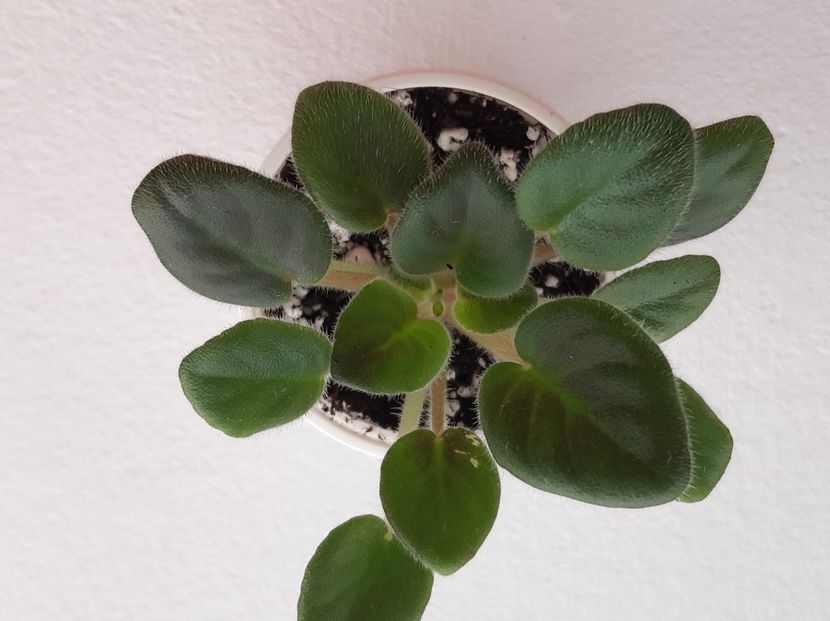 Alans White Feather Sport 12 - 0 Disponibile 2022