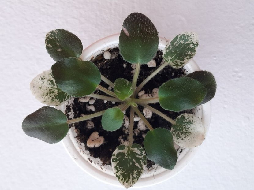 Golden Eye 14 - 0 Disponibile 2022