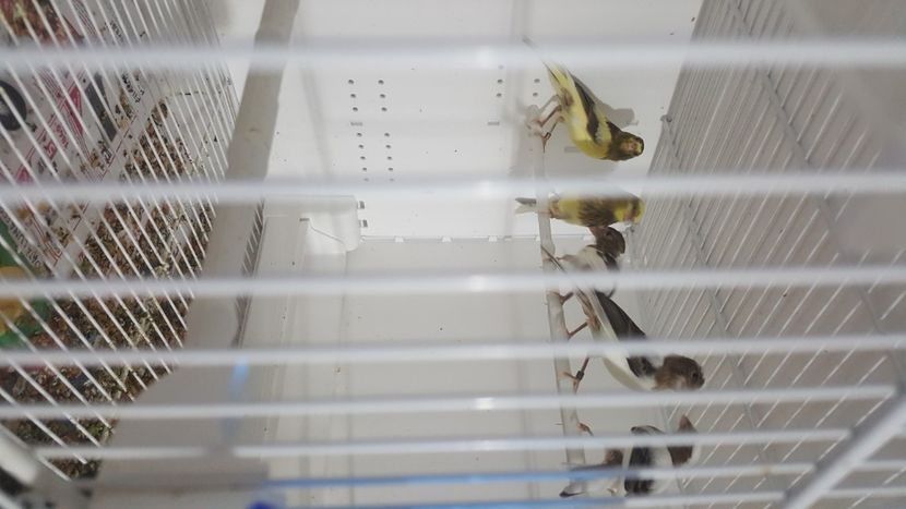  - Canari timbrado spaniol