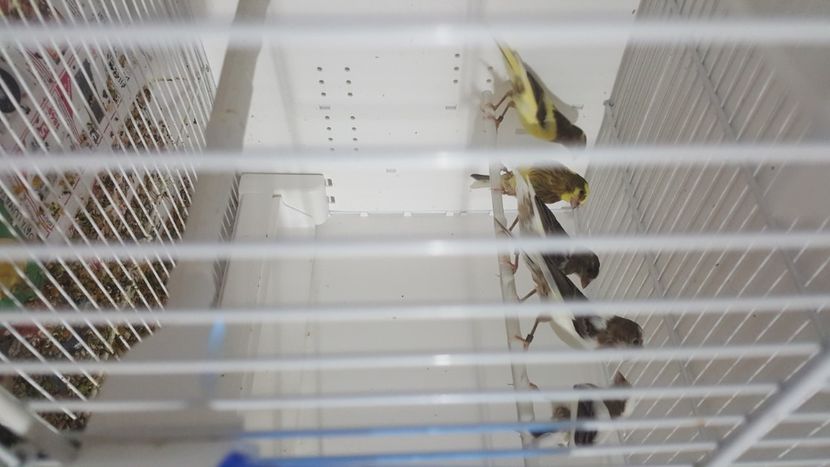  - Canari timbrado spaniol