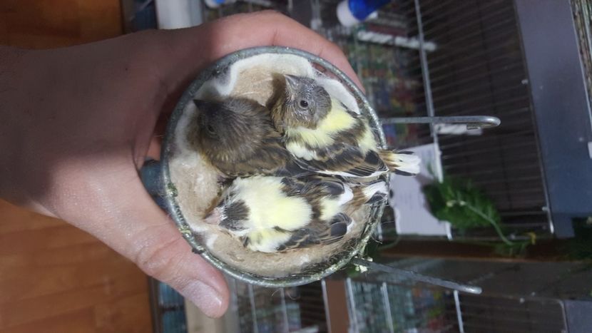  - Canari timbrado spaniol