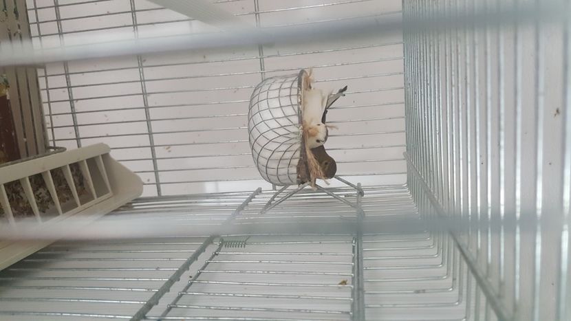  - Canari timbrado spaniol