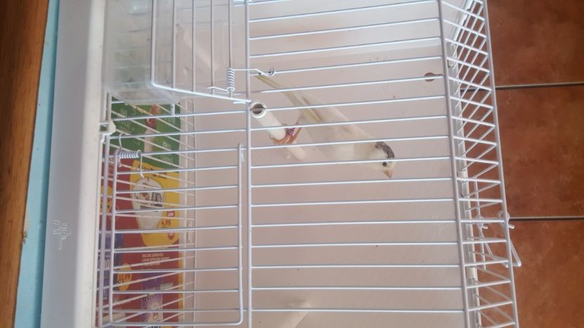  - Canari timbrado spaniol
