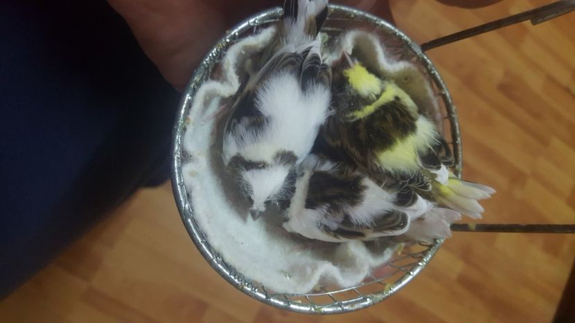  - Canari timbrado spaniol
