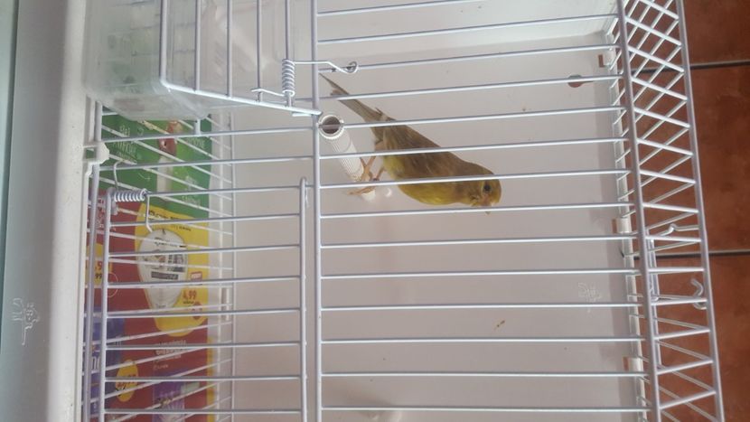  - Canari timbrado spaniol