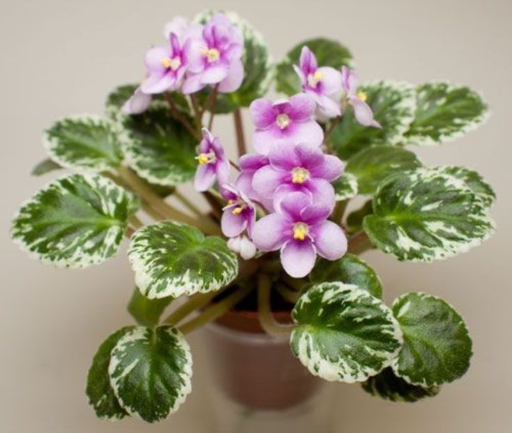 Flashy Angel - 0 Disponibile 2022